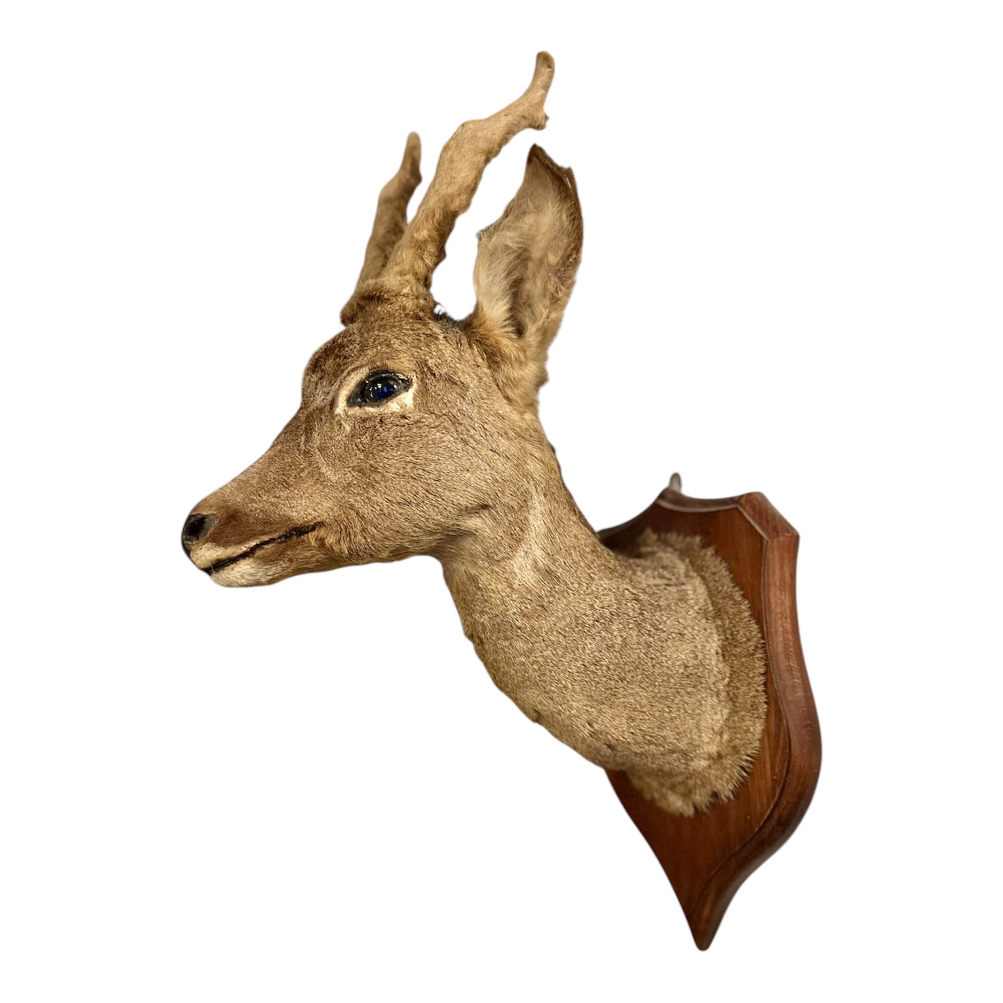 Taxidermy Deer Mask - Nathaniel’s Antiques