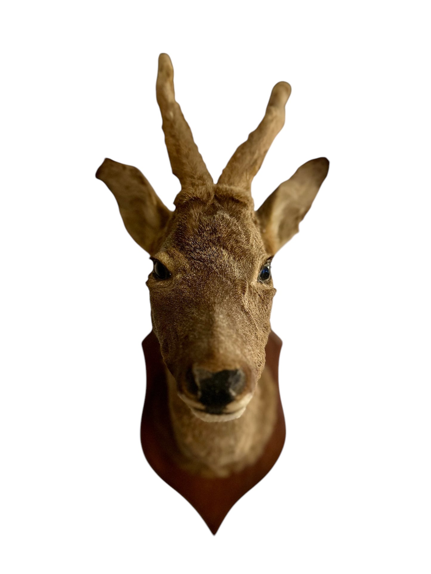 Taxidermy Deer Mask - Nathaniel’s Antiques