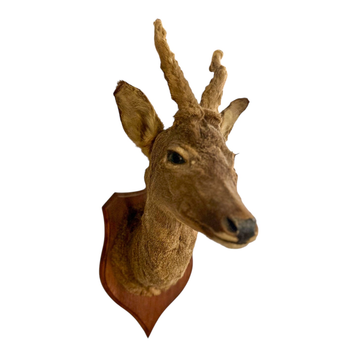 Taxidermy Deer Mask